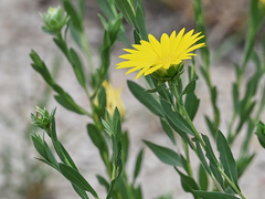 Xanthisma texanum drummondii