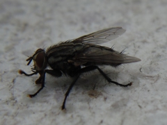 Sarcophagidae