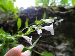 Penstemon arkansanus
