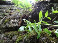Penstemon arkansanus