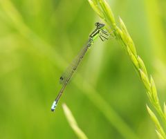 Ischnura verticalis