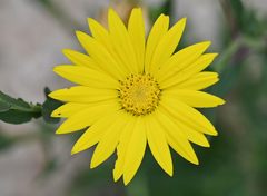 Xanthisma texanum drummondii