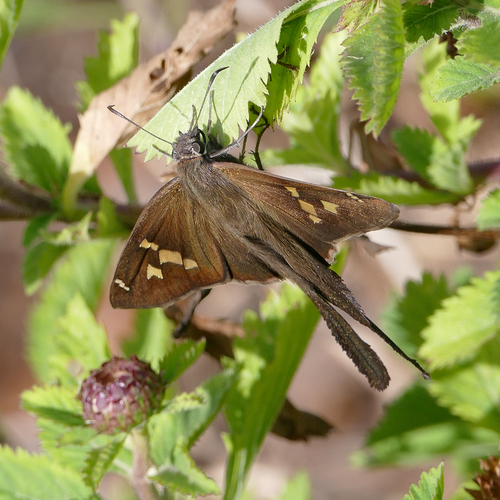 White-striped Longtail