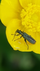 Oedemera virescens