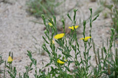 Xanthisma texanum drummondii