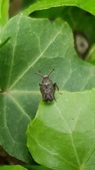 Asiraca clavicornis