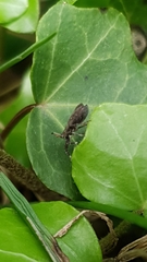 Asiraca clavicornis