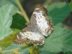 Antigonus emorsa