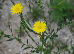 Xanthisma texanum drummondii
