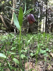 Fritillaria latifolia