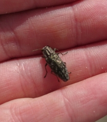 Spectralia gracilipes