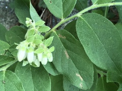 Vaccinium hirsutum