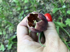 Fritillaria latifolia
