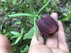 Fritillaria latifolia