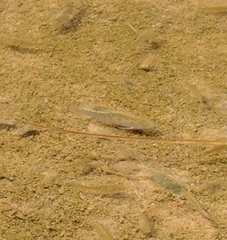 Cyprinodon nevadensis