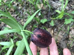 Fritillaria latifolia