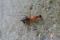 Camponotus