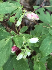 Vaccinium hirsutum
