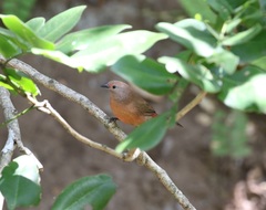 Lagonosticta rhodopareia