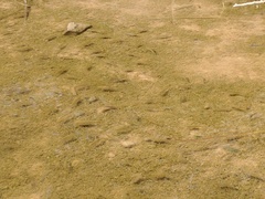 Cyprinodon nevadensis