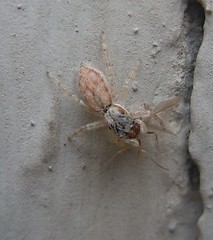 Salticinae