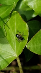 Heliophanus cupreus