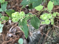 Vaccinium hirsutum