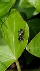 Heliophanus cupreus