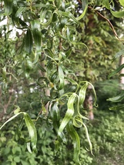 Salix babylonica tortuosa