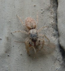 Salticinae