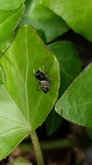 Heliophanus cupreus