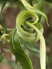 Salix babylonica tortuosa