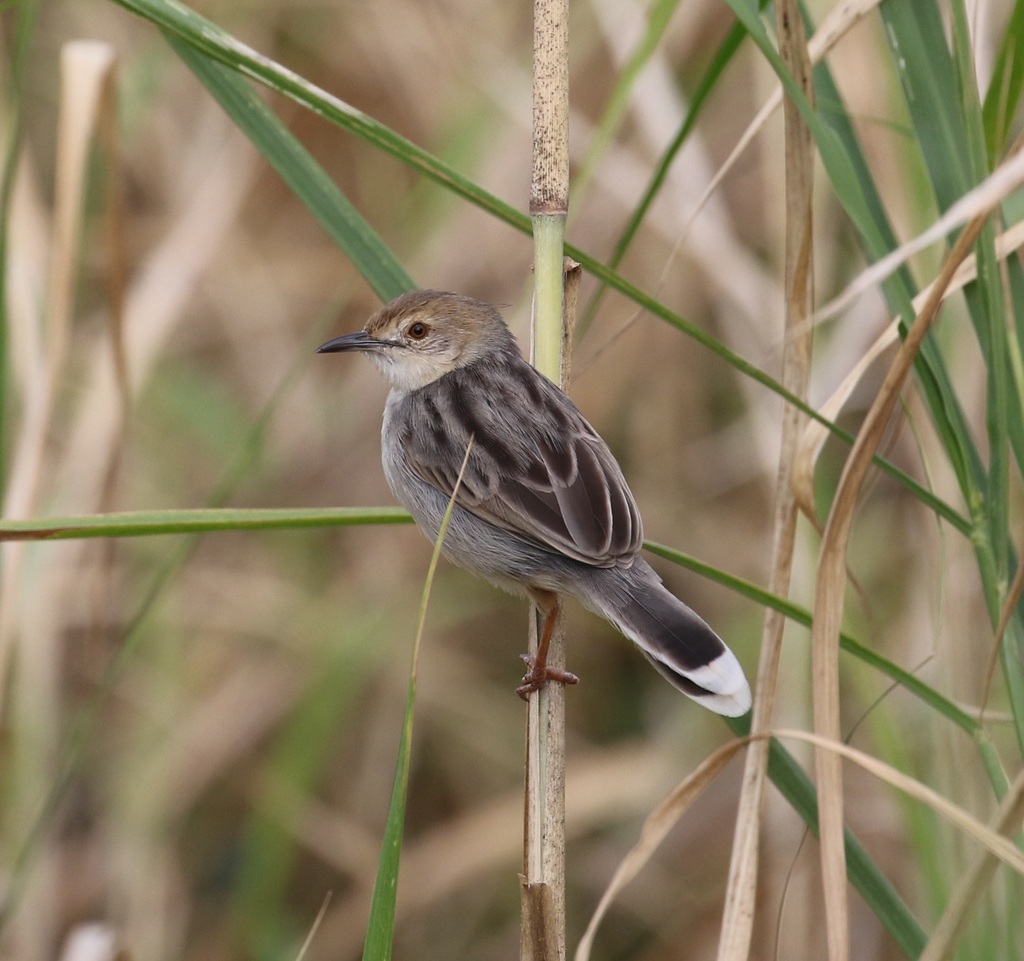 White-tailed Cisticola photo