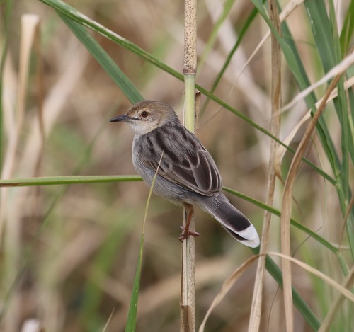 White-tailed cisticola