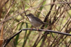 Cisticola bakerorum