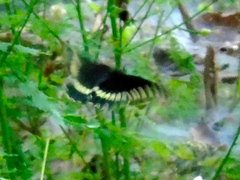 Battus polydamas polydamas