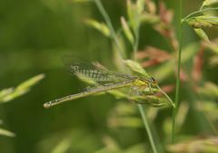 Enallagma antennatum