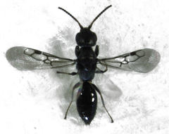Eupsenella insulana