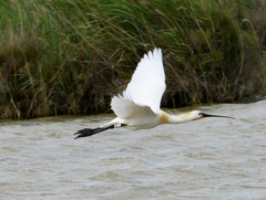 Platalea leucorodia