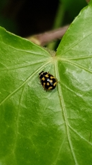 Propylea quatuordecimpunctata
