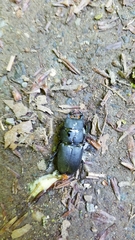 Dorcus parallelipipedus