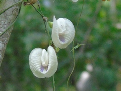 Centrosema sagittatum