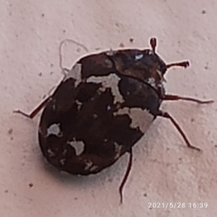 Anthrenus angustefasciatus