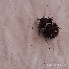 Anthrenus angustefasciatus