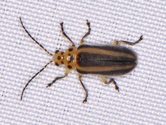 Derospidea brevicollis