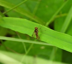 Chrysopilus fasciatus
