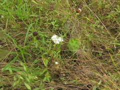 Valerianella nuttallii