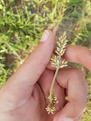 Froelichia drummondii