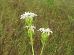 Valerianella nuttallii