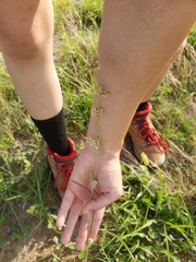 Froelichia drummondii